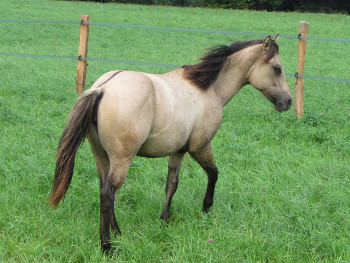 dunskin cutting reining quarter horse