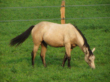 Buckskin isabelle quarter horse
