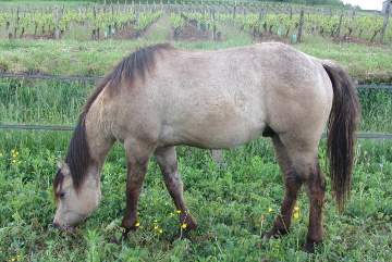 quarter horse dunskin