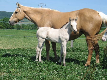 quarter horse nfqha buckskin fondation