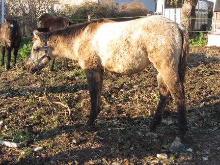 dunskin cow horse