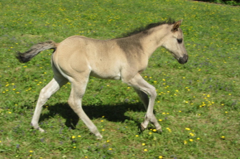Pouliche quarter horse grullo