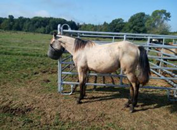quarter horse ranch buckskin
