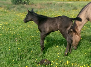 Quarter horse ranch black