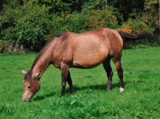 Sooty buckskin mare