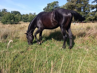 Pouliche quarter horse ranch nfqha black