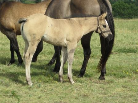 quarter horse nfqha grullo fondation