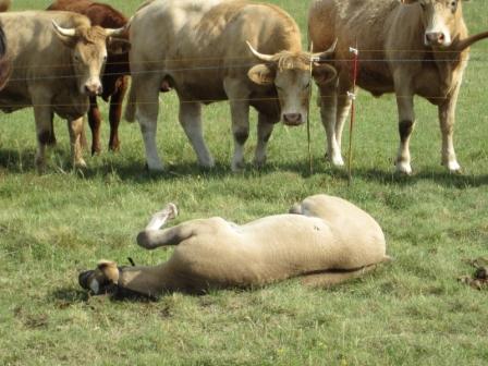 grullo cutting ranch quarter horse