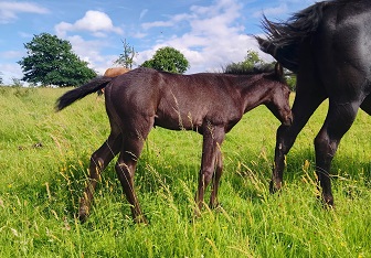 quarter horse ranch black