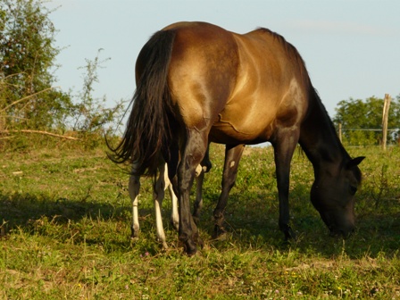 versatility foundation quarter horse