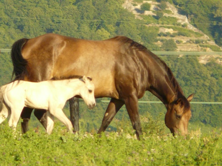 quarter horse nfqha buckskin fondation